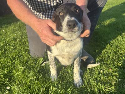 Male Border Collie puppy in Roscommon