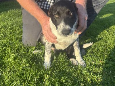 Male Border Collie puppy in Roscommon