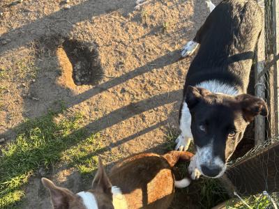 Male Border Collie puppy in Roscommon