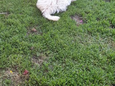 Miniature Poodle puppies in Mayo