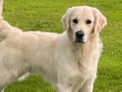 Golden Retriever - Sam - for stud in Donegal