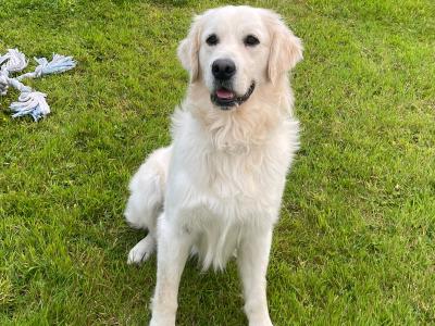Golden Retriever - Sam - for stud in Donegal