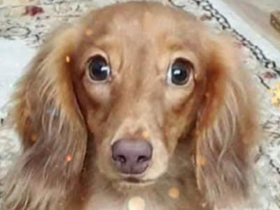 TWO REMAINING PUPPIES!!!!!!!!!!! IKC Registered Longhaired Dachshund puppies in Dublin