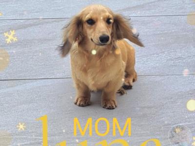 TWO REMAINING PUPPIES!!!!!!!!!!! IKC Registered Longhaired Dachshund puppies in Dublin