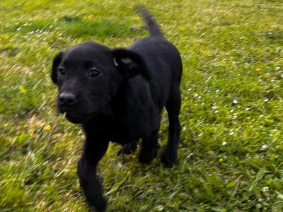 Beautiful Labrador pups in Waterford
