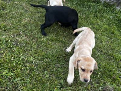 Beautiful Labrador pups in Waterford
