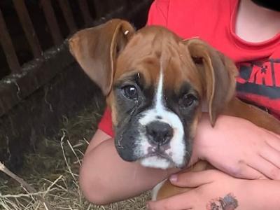 Beautiful Boxer puppies 😍 in Offaly