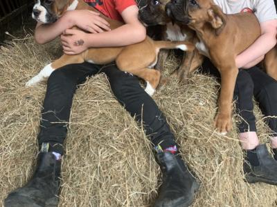 Beautiful Boxer puppies 😍 in Offaly