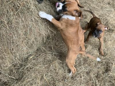 Beautiful Boxer puppies 😍 in Offaly