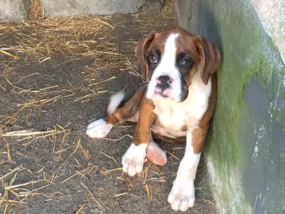 Beautiful Boxer puppies 😍 in Offaly