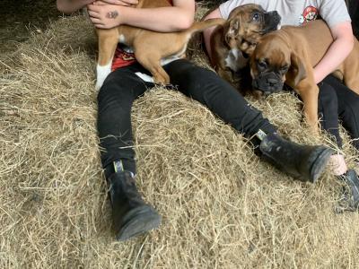 Beautiful Boxer puppies 😍 in Offaly