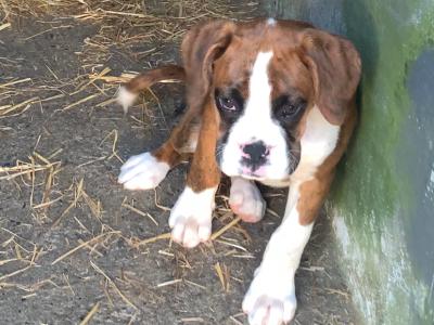 Beautiful Boxer puppies 😍 in Offaly