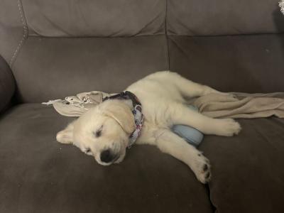 IKC Registered Golden Retriever puppies in Wexford