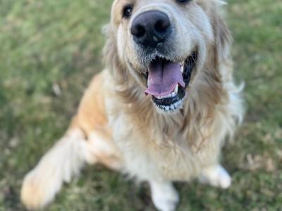 IKC Registered Golden Retriever puppies in Wexford