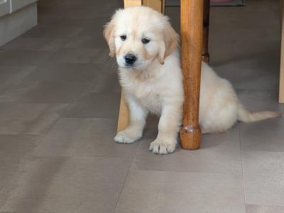 IKC Registered Golden Retriever puppies in Wexford