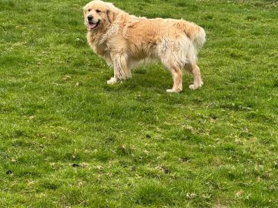 IKC Registered Golden Retriever puppies in Wexford