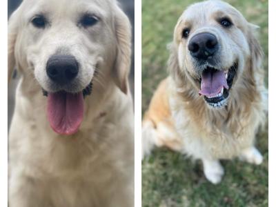 IKC Registered Golden Retriever puppies in Wexford