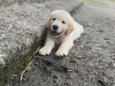 IKC Registered Golden Retriever puppies in Wexford
