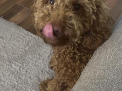 Beautiful male Cavapoo puppy 9 months old for sale in Cork
