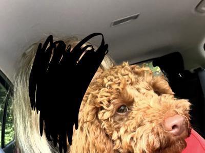 Beautiful male Cavapoo puppy 9 months old for sale in Cork