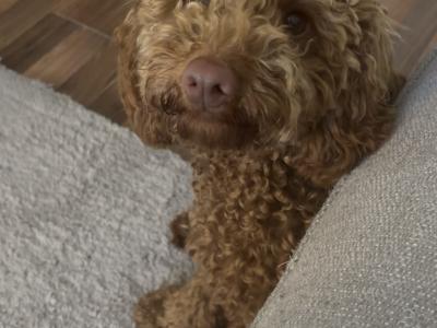 Beautiful male Cavapoo puppy 9 months old for sale in Cork