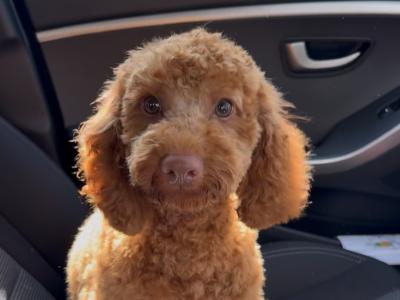Beautiful male Cavapoo puppy 9 months old for sale in Cork