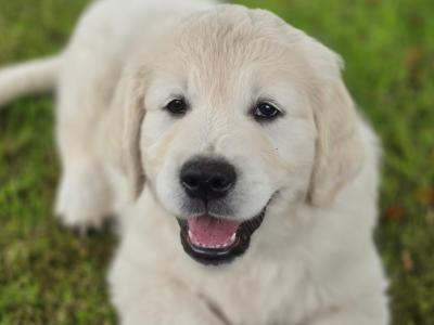 1 male Purebred Golden Retriever puppy for sale in Donegal, IKC Registered (pending)