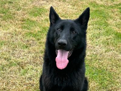 IKC reg Black German Shepherd puppy 15 months old in Donegal