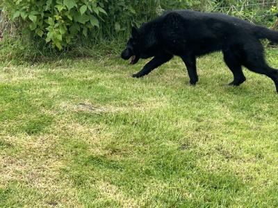 IKC reg Black German Shepherd puppy 15 months old in Donegal