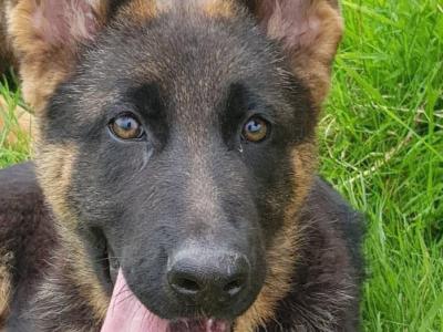 Female German Shepherd Pup IKC registered