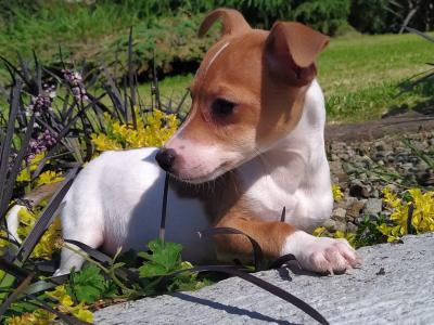 Jack Russell puppies in Cavan