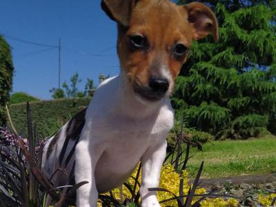 Jack Russell puppies in Cavan