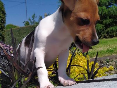 Jack Russell puppies in Cavan