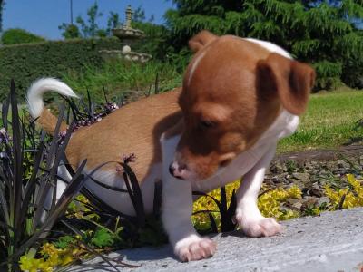 Jack Russell puppies in Cavan