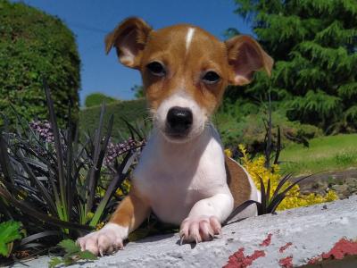 Jack Russell puppies in Cavan
