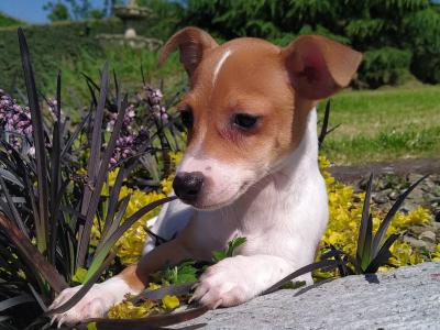 Jack Russell puppies in Cavan