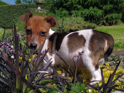 Jack Russell puppies in Cavan