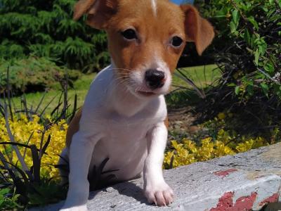 Jack Russell puppies in Cavan