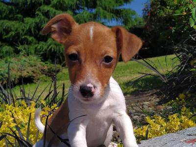 Jack Russell puppies in Cavan