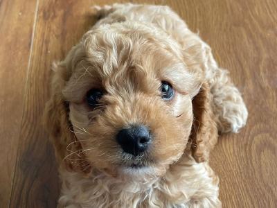 Cavapoo x Cockapoo puppies in Kildare