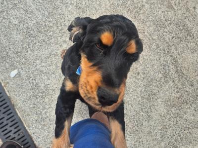 Black and tan male Cocker Spaniel 2 years old in Limerick