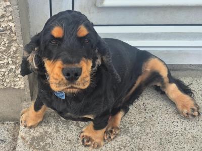 Black and tan male Cocker Spaniel 2 years old in Limerick