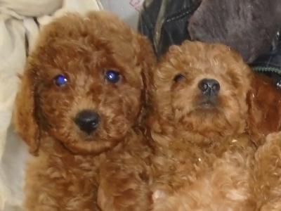 Red Poodle puppies in Cork