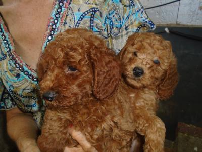 Red Poodle puppies in Cork