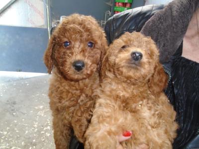Red Poodle puppies in Cork