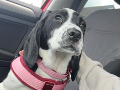 Sadie is a female Cockalier puppy in Meath