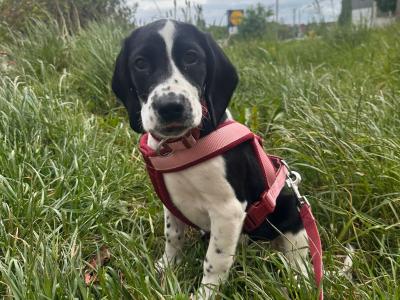 Sadie is a female Cockalier puppy in Meath