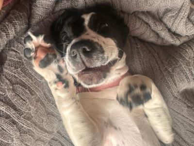 Sadie is a female Cockalier puppy in Meath
