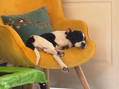 Sadie is a female Cockalier puppy in Meath