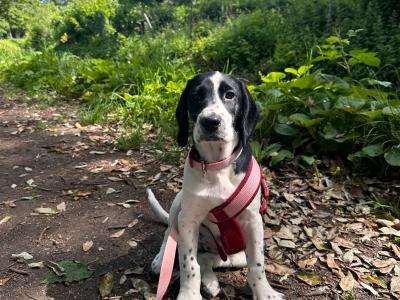 Sadie is a female Cockalier puppy in Meath